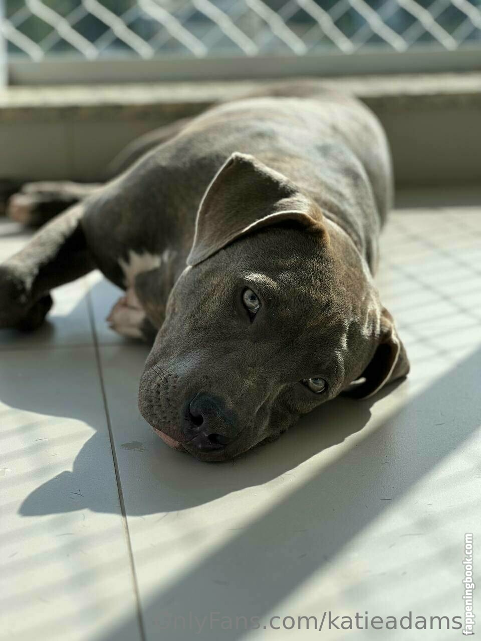 katieadams_ / katie_adams_ Nude, OnlyFans Leaks, Fappening - FappeningBook